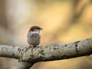 House Sparrow, Passer domesticus, sitting on a branch with soft background