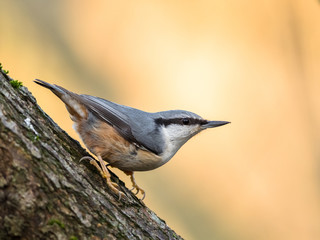 Eurasian Nuthatch Sitta europaea sitting on a tree trunk, vertical image