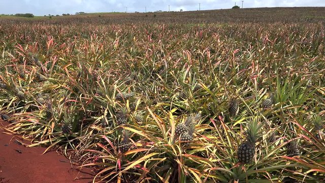 Ripe pineapple fruits at plantation (Ananas comosus). Oahu, Hawaii, USA.