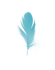 Fototapeta premium feather color turquoise emerald green on white background 
