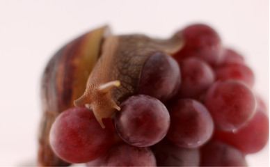 big snail on red grapes