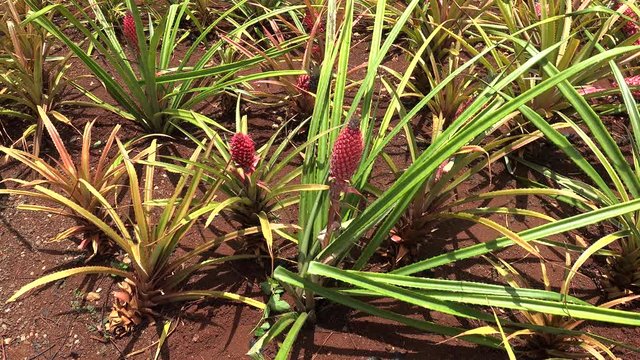 Red pineapple (Ananas bracteatus) fruits. Oahu, Hawaii, USA.