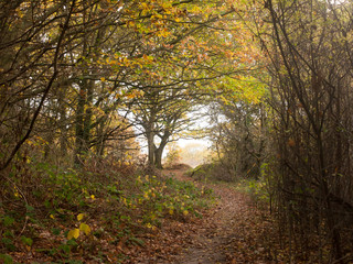 autumn bare branches overcast dull dark forest wood yellow leaves fall
