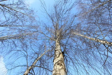 autumn birches in the park