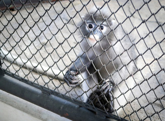 Dusky langur or Spectacled langur in the cage