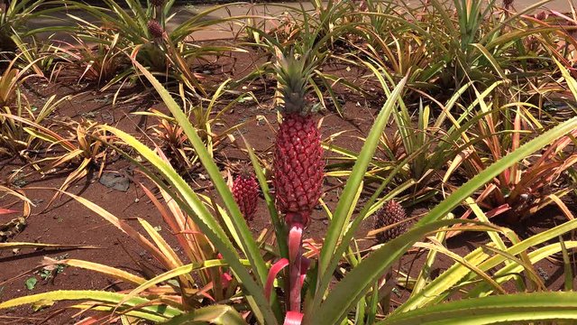 Red pineapple (Ananas bracteatus) fruits. Oahu, Hawaii, USA.