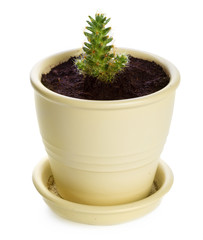 succulents plant in pot on white background