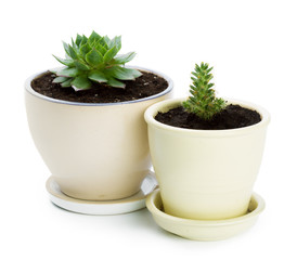 succulents plant in pot on white background