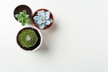 succulents plant in pot on white background