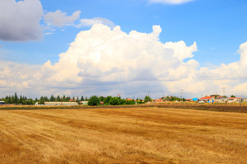 Fototapeta premium Wheat field and cloud sky