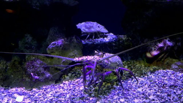 Banded Spiny Lobster (Panulirus marginatus).