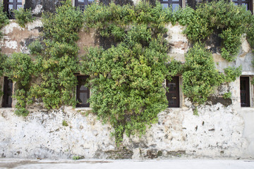Vintage house with covered with green ivy on the wall,a house with white windows
