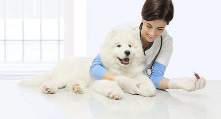 veterinary examination dog, blood test, smiling veterinarian with syringe on table in vet clinic