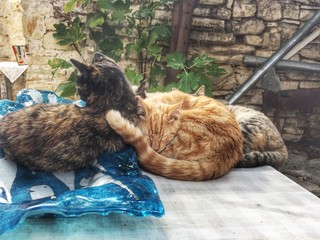 Koty © michalsen