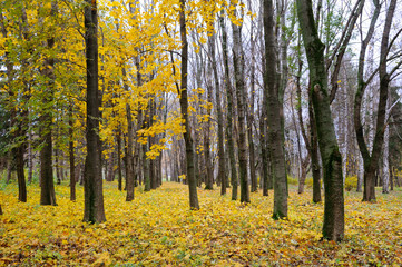 Beautiful autumn landscape.