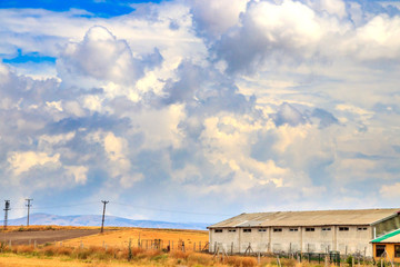 Fototapeta premium Wheat field and cloud sky