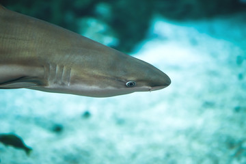 Naklejka premium Reef shark closeup in the ocean