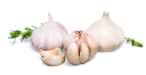 garlic fruits with green parsley leaves