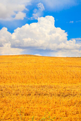 Wheat field and cloud sky