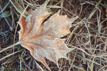Fading forsted maple leaf on frosted grass