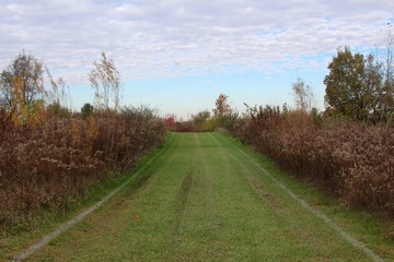 The wide grass path in the tall grass weeds of the park.