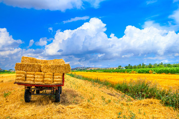 Hay wagon with hay bales on wheat field © nakedking