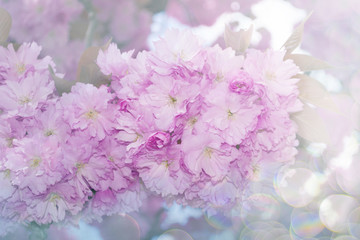 Naklejka na ściany i meble Pink flowers of sakura like a background