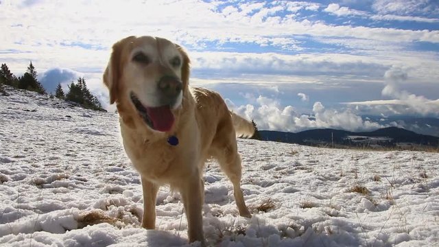 Steady cam shot of running and playing Golden retriever dog in snowy mountains. Idyllic view of mountain range in winter.