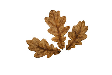 Obraz premium Leaves on a white background