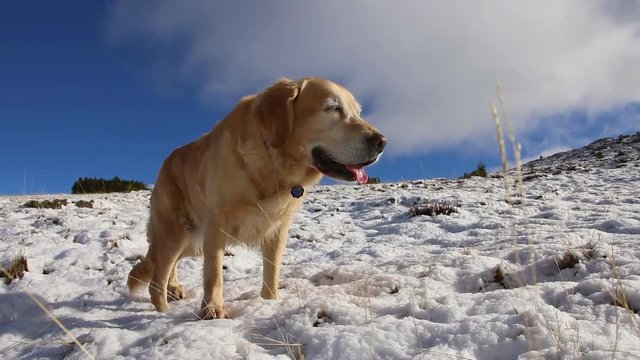 Steady cam shot of running Golden retriever dog in mountains. Idyllic view of mountain range in winter.