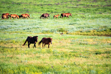 Pair of wild horses grazing on summer meadow