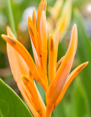 Fototapeta premium Flower bird of paradise