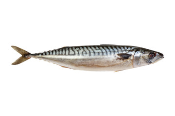 Fresh mackerel fish isolated on the white background
