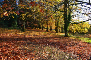A Picture of Autumn - English Fall
