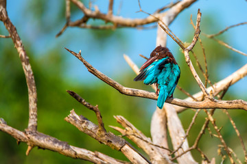 White-throated kingfisher or Halcyon smyrnensis