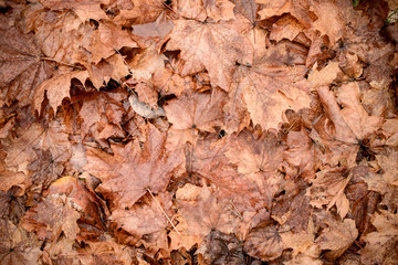 Fallen autumn maple leaves in the autumn forest, top view, flat lay. Background