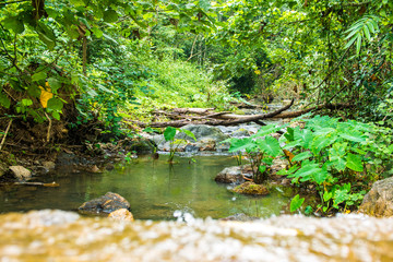 Stream in rropical rain-forest