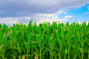 Obraz premium Corn field and clouds