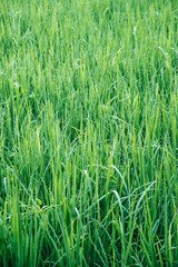 Green rice field pattern background concept in Vertical view