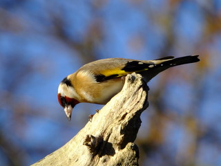 Goldfinch in late autumn