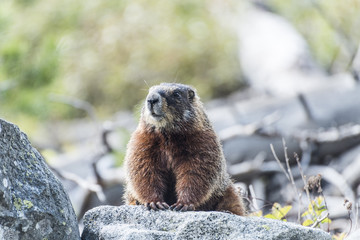 Yellow-bellied marmot