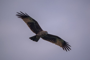 Bird in hunting mode