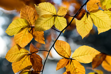 Beauty of Autumn :)