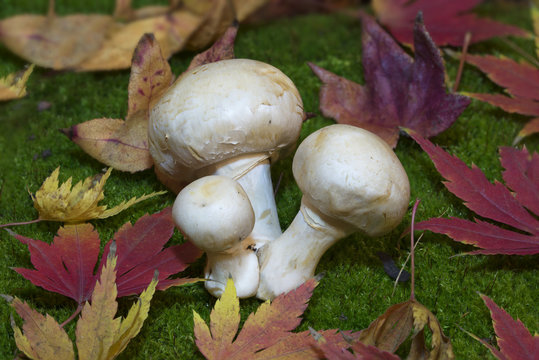 Leaves, moss and mushrooms