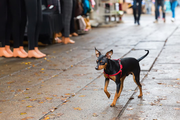 pinscher dog walking on a shopping road