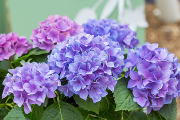 Pink and Blue Hydrangeas