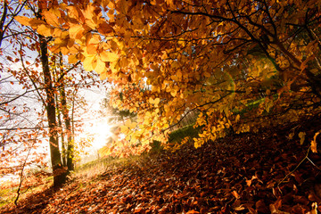 Invitation to dream, silence, relaxation, timeout, happiness: wonderful day in autumn forest :)