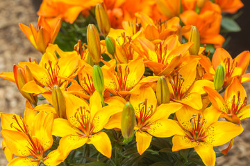 Obraz premium Yellow daylilies. Hemerocallis lilioasphodelus.