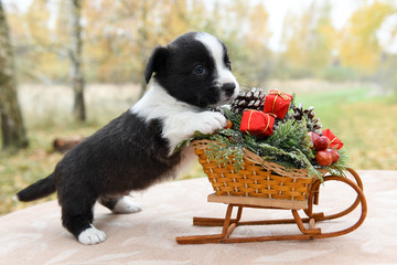 funny welsh corgi pembroke puppy with New Year sled with gifts on Christmas