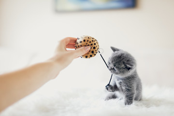 Tiny grey kitten in a playful mood